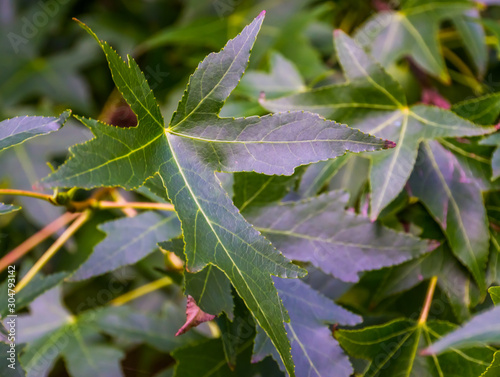 closeup of the leaves of a american sweetgum tree during summer season, exotic plant specie from America photo