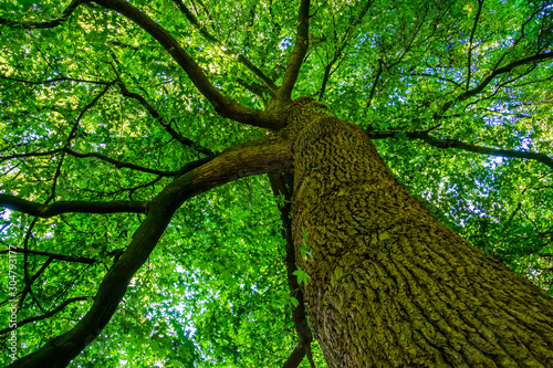 beautiful American sweetgum tree, popular forest tree specie from America, nature background