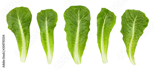romain lettuce photo