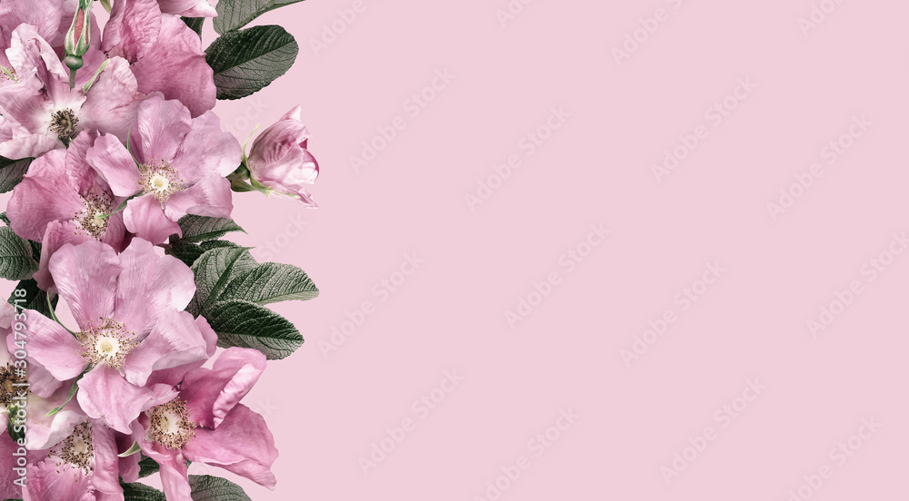 Wild pink roses isolated on pink background. Border floral banner, cover, or header with copy space. Natural flowers wallpaper or greeting card.  