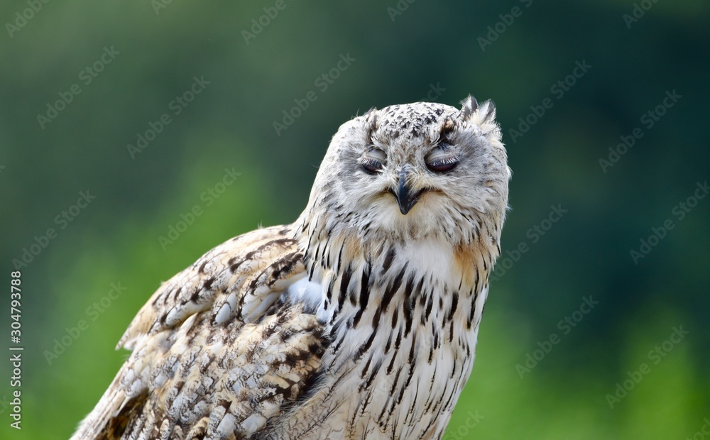 Obraz premium Sleeping Owl