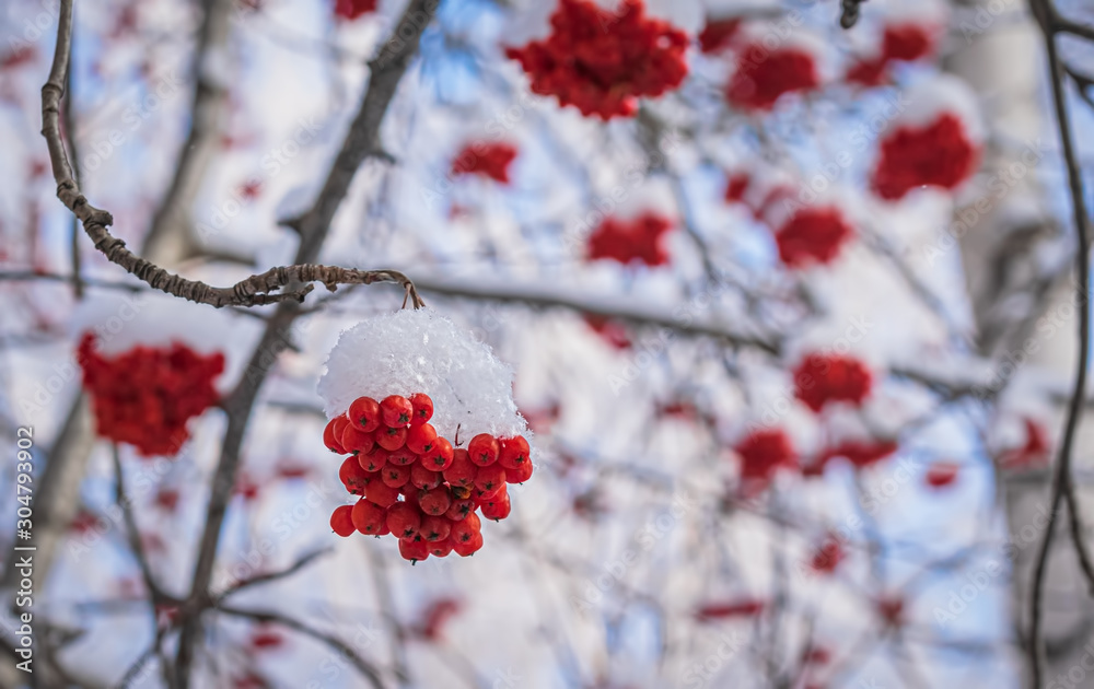 Red berries of mountain ash under the snow. Red berries of mountain ash under the snow.