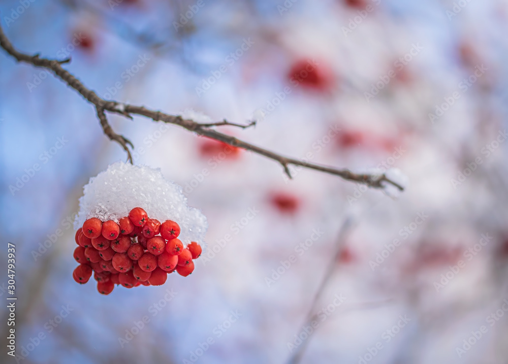 Red berries of mountain ash under the snow.