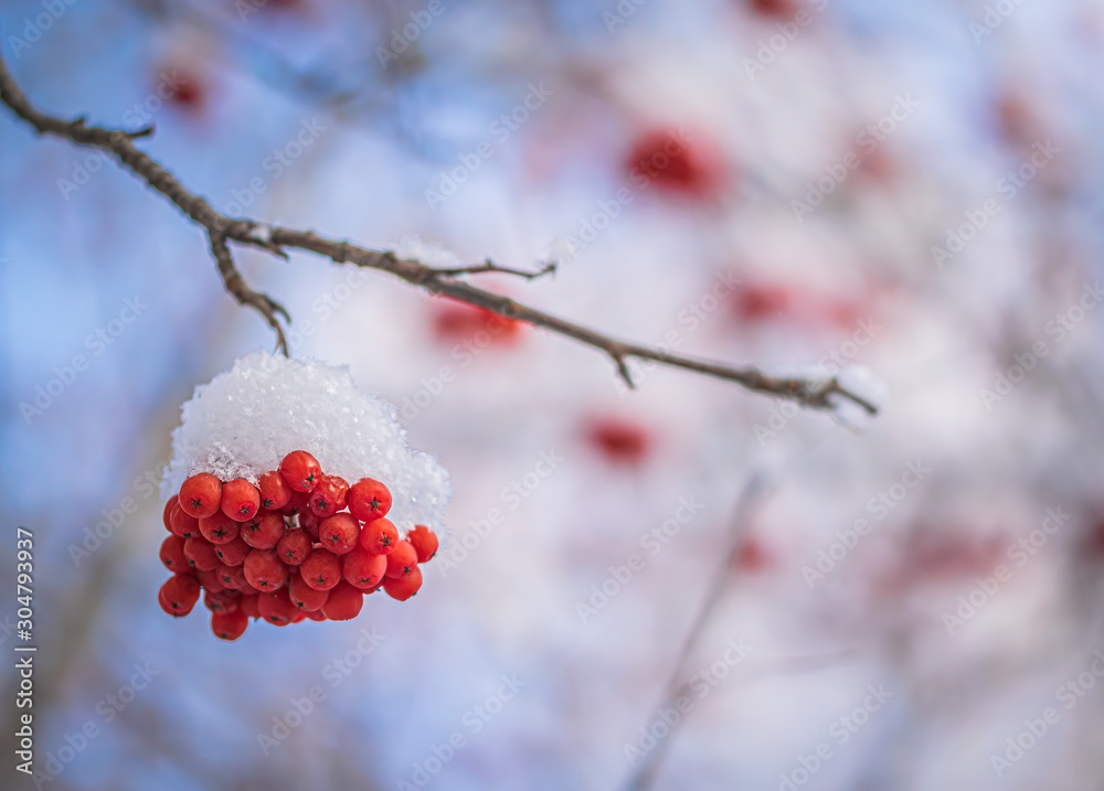 Red berries of mountain ash under the snow. Red berries of mountain ash under the snow.