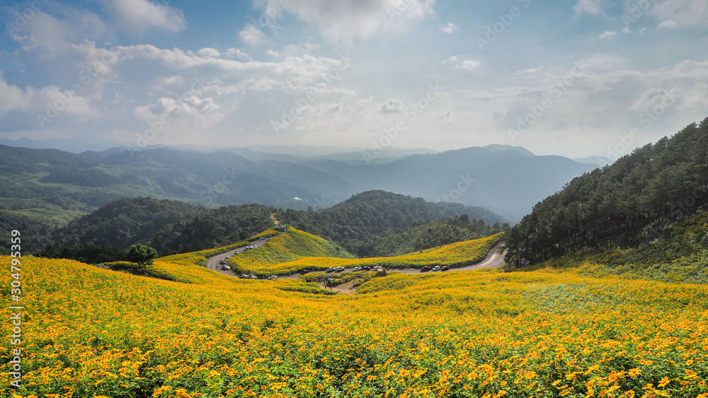 Beautiful Wide Angle of Buatong / Mexican Sunflower Field From A Scenic Area.  This Viewpoint Is The famous Tourist Attraction in Khun Yuam District, Mae Hong Son, Thailand (Selective Focus).