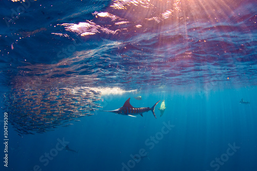 Stripped marlin hunting and feeding in a baitball in Magdalena Bay, Baja California Sur, Mexico.