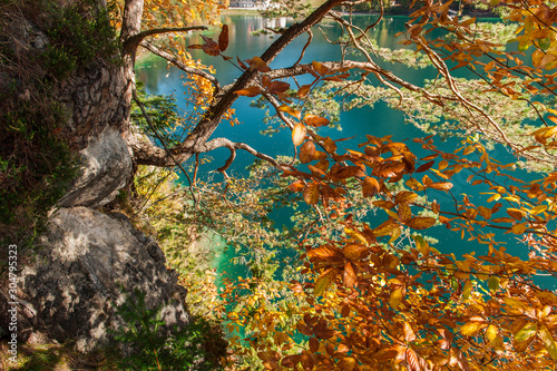 Fototapeta Naklejka Na Ścianę i Meble -  Gnarled tree at the Lake Alpsee