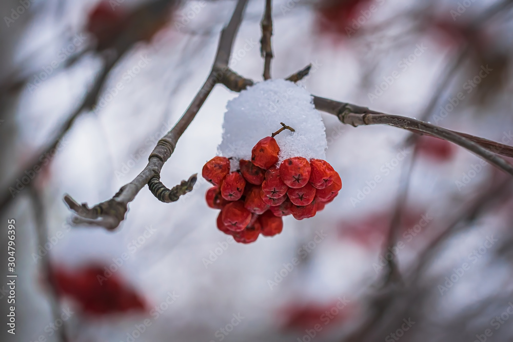 Red berries of mountain ash under the snow. Red berries of mountain ash under the snow.