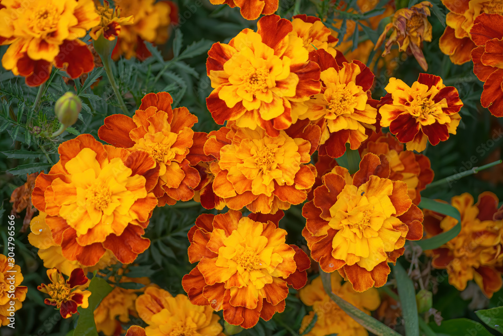 Flowering marigolds close-up.