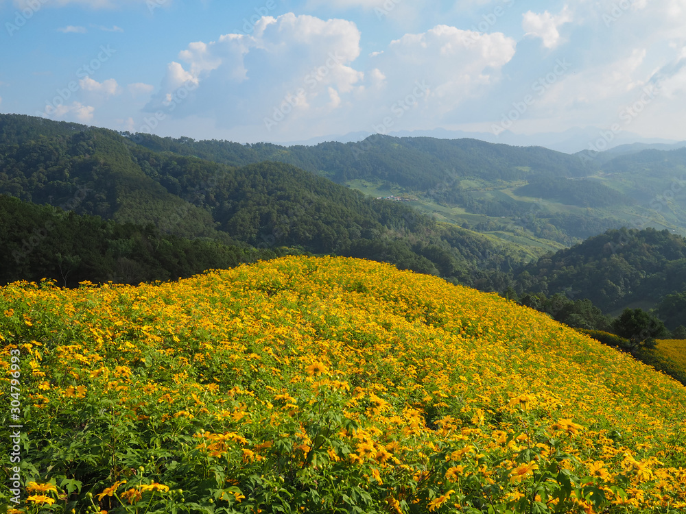 Beautiful Buatong / Mexican Sunflower Field From A Scenic Area.  This Viewpoint Is The famous Tourist Attraction in Khun Yuam District, Mae Hong Son, Thailand (Selective Focus).