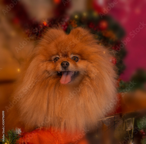 portrait of Spitz in the Christmas interior © tvetchinina