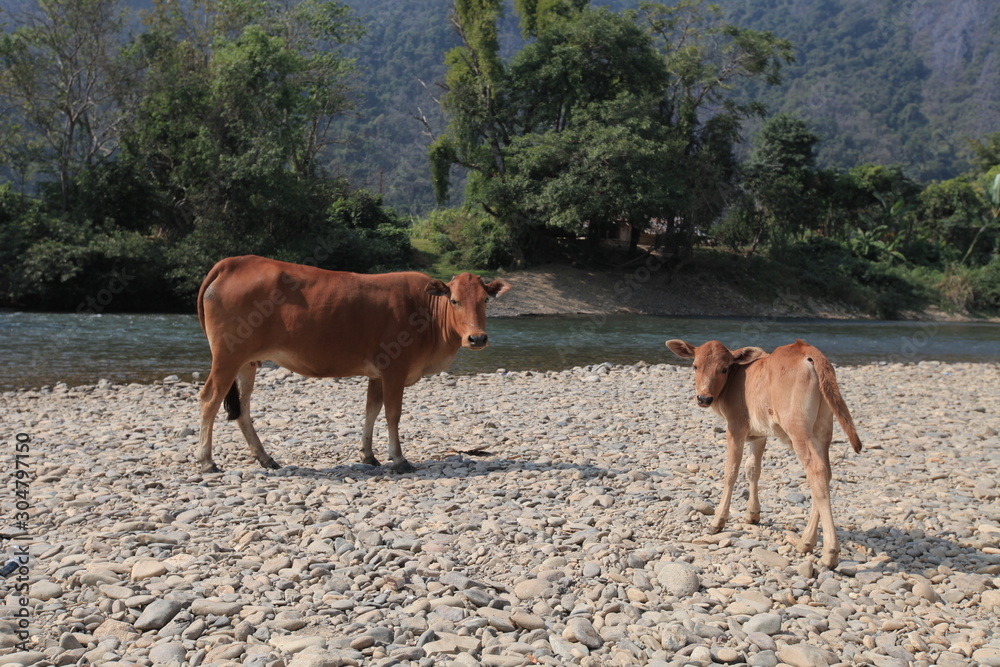 Laos Laos