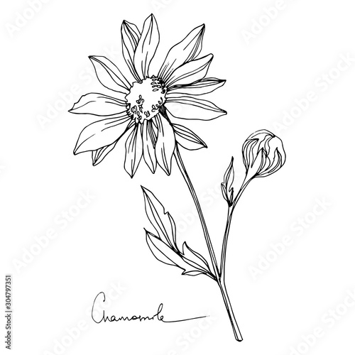 Vector Chamomile floral botanical flower. Black and white engraved ink art. Isolated flowers illustration element.