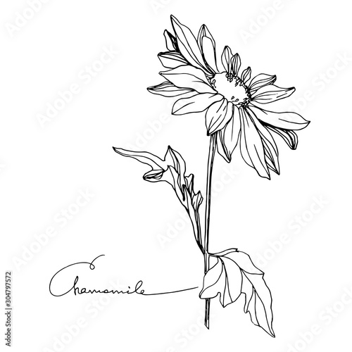 Vector Chamomile floral botanical flower. Black and white engraved ink art. Isolated flowers illustration element.