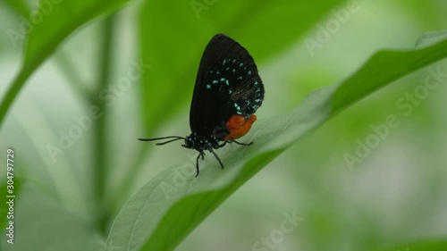 Atala butterfly on a green leaf 4K photo