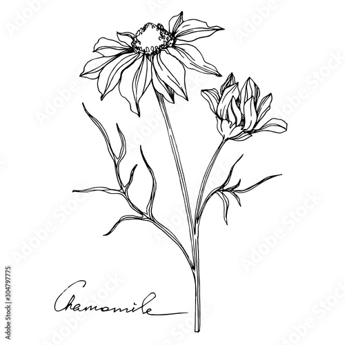 Vector Chamomile floral botanical flower. Black and white engraved ink art. Isolated flowers illustration element.