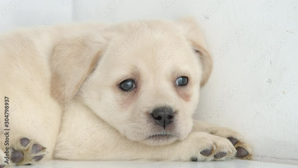 Head of cute labrador puppy resting on a floor Head of cute labrador puppy resting on a floor