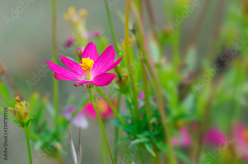 Cosmos flower  pink  purple In the garden