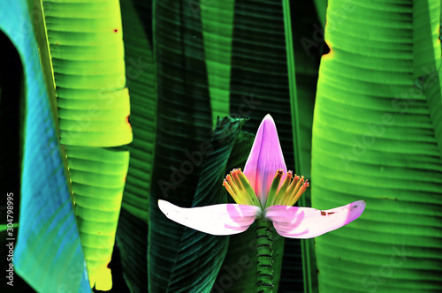 Bright colored banana flowers