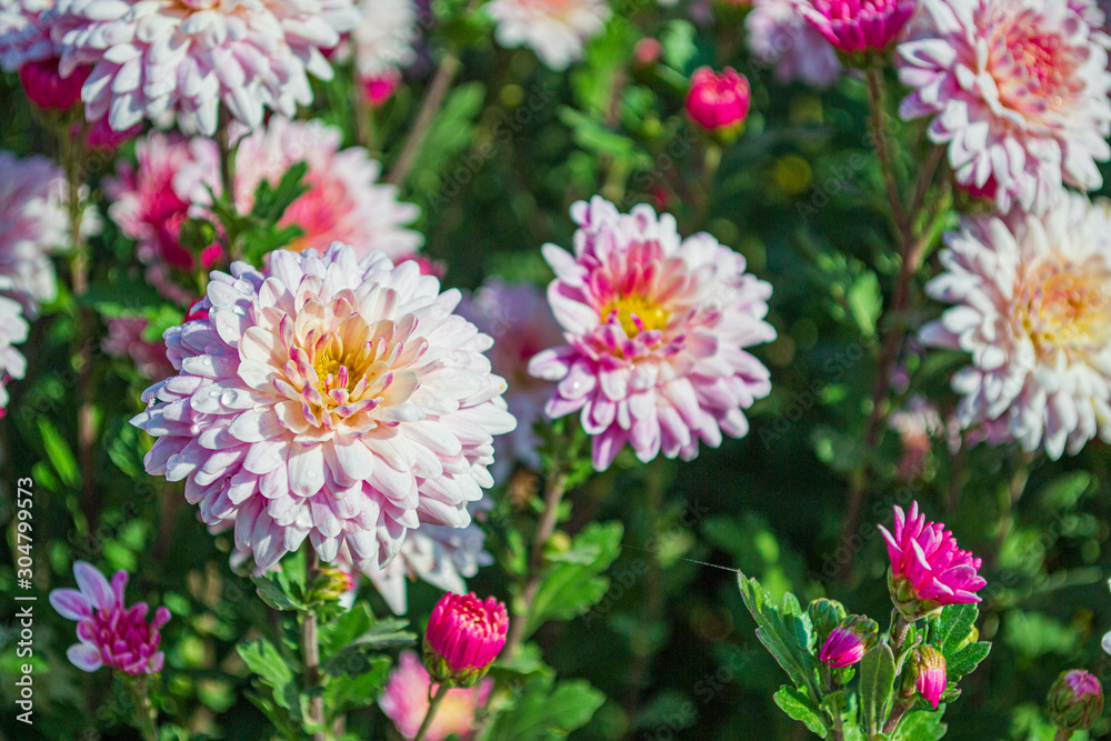 Pink chrysanthemum flowers in the garden. Beautiful autumn chrysanthemums. Close up. Pink chrysanthemum flowers in the garden. Beautiful autumn chrysanthemums. Close up.