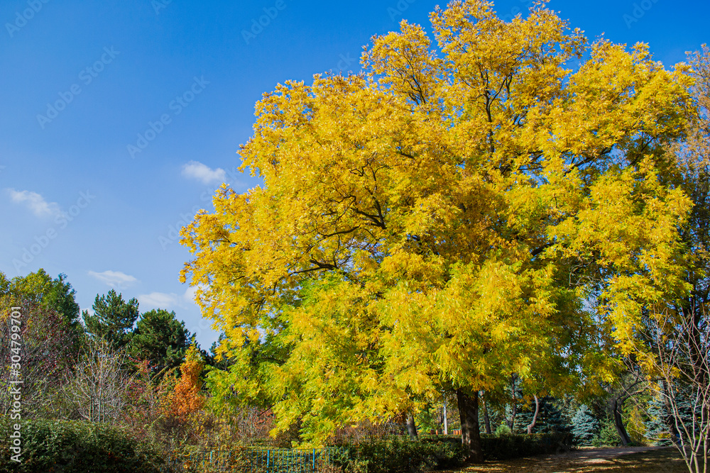 Big tree in autumn Park. Background of beautiful colorful orange and yellow leaves. Autumn background.