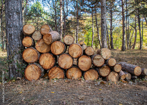 Pile of natural wood logs texture background. Cleaning the forest and infected trees. Pine forest.