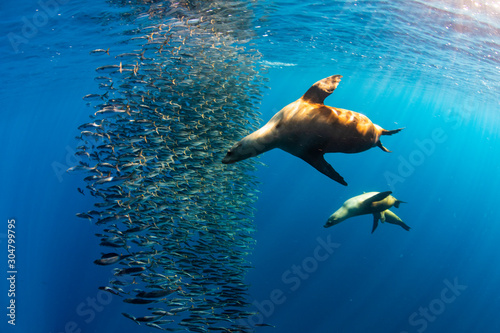 Californian Sea Lion hunting and feeding in a bait ball in Magdalena Bay, Baja california sur, Mexico. photo