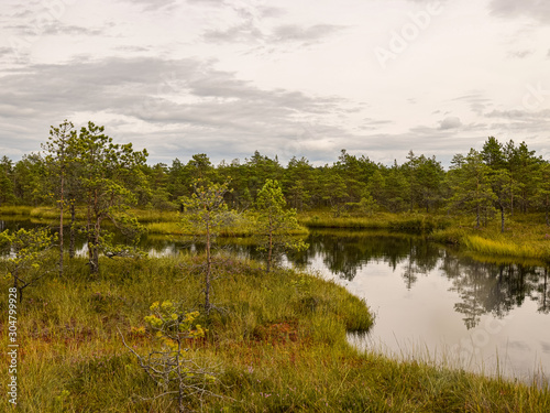 swamp lake and small islands in Madieseni swamps  Dikli  Latvia