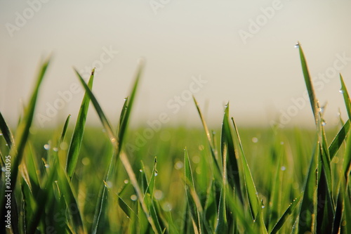 green grass © koliadavaleri