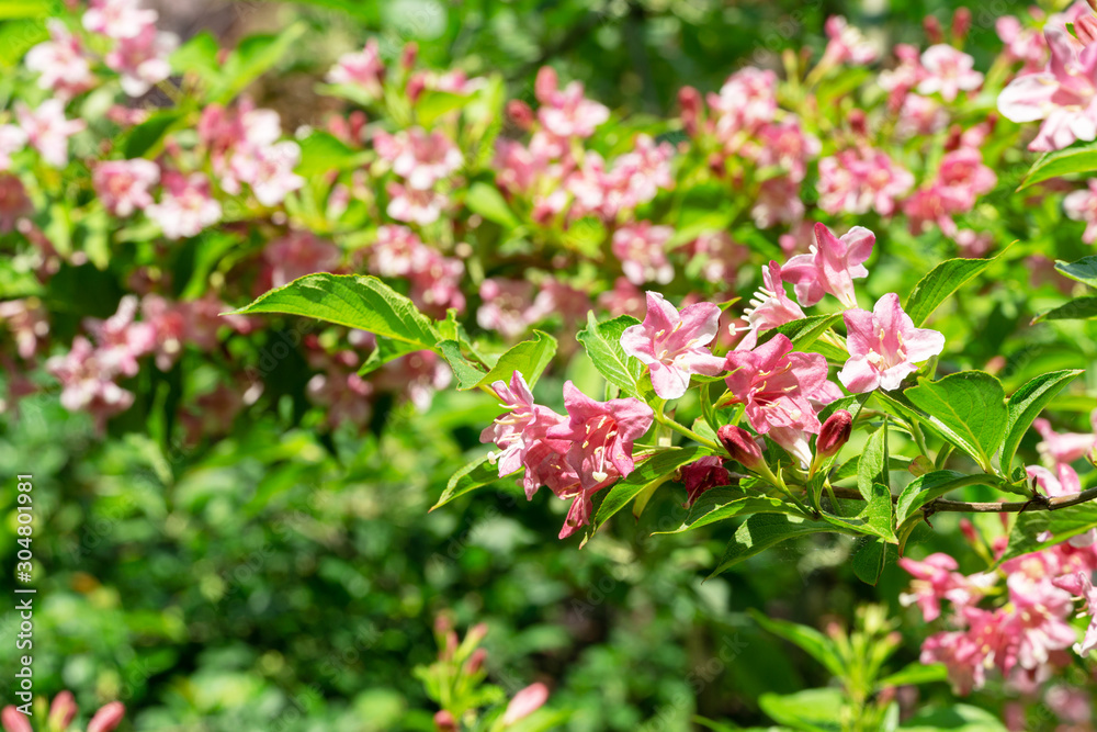Blooming pink flowers of Weigela florida. Luxury bush of flowering Weigela hybrida Rosea in oriental garden. Flower landscape for nature wallpaper Blooming pink flowers of Weigela florida. Luxury bush of flowering Weigela hybrida Rosea in oriental garden. Flower landscape for nature wallpaper