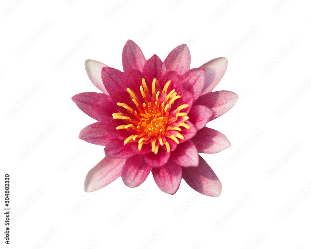 Nymphaea Gloriosa. Nymphaeaceae. Pink lotus flower. White background flowers.