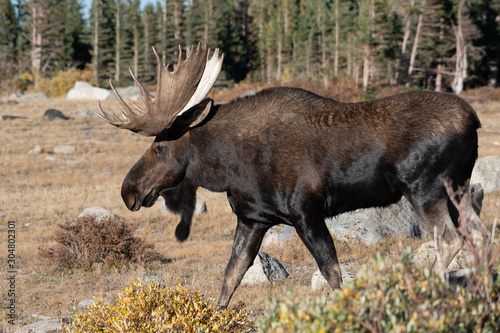 A large bull moose living in the mountain wilderness of Colorado USA