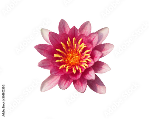 Nymphaea Gloriosa. Nymphaeaceae. Pink lotus flower. White background flowers.