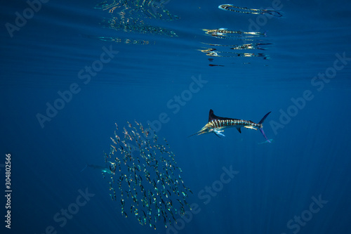 Marlins and sea lions hunting in group in Magdalena Bay, Baja California Sur, Mexico.