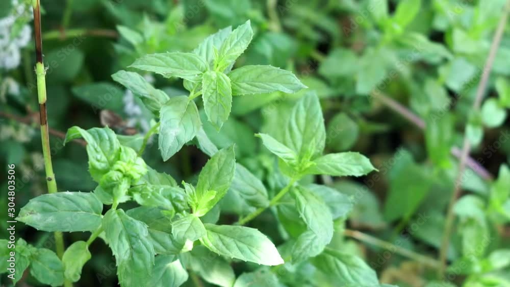 green mint in the garden. natural background. the fragrant bush. close-up. green mint in the garden. natural background. the fragrant bush. close-up.