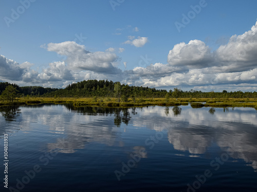 Island in the bog  golden marsh  lakes and nature environment  clear blue sky and white clouds