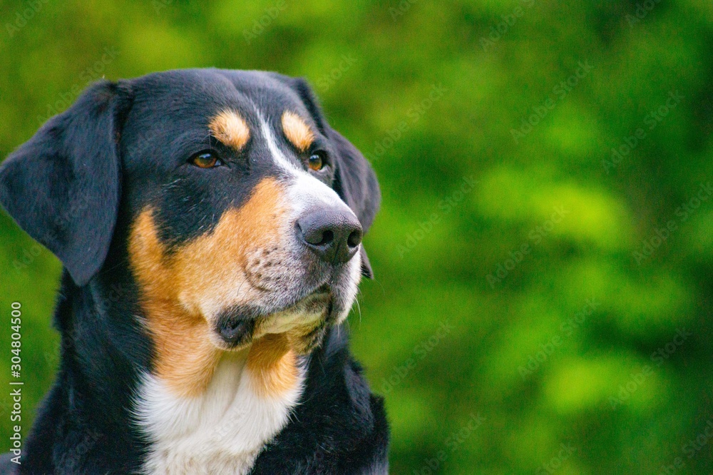 Fotografie Hund - Entlebucher Sennenhund