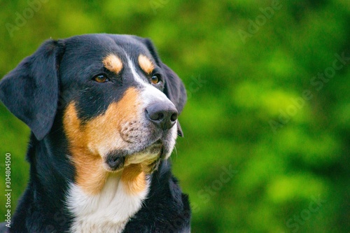 Fotografie Hund - Entlebucher Sennenhund