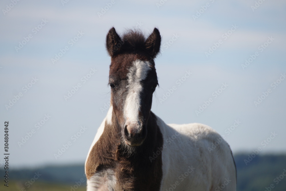 Fototapeta premium Potrait d'un poulain sauvage