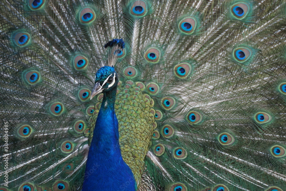 Fototapeta premium Paon 