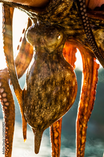 live octopus head photo