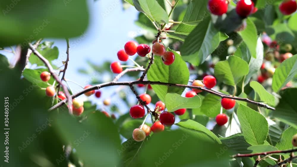 Fresh Organic Ripe Cherries On A Cherry Tree In Summer. Fresh Organic Ripe Cherries On A Cherry Tree In Summer.