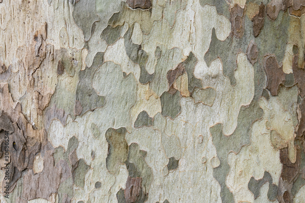 A tree with a camouflage look A tree with a camouflage look