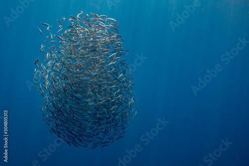 Bait ball of sardines and Mackerel in Magadalena Bay, Baja Califonnia Sur, Mexico.