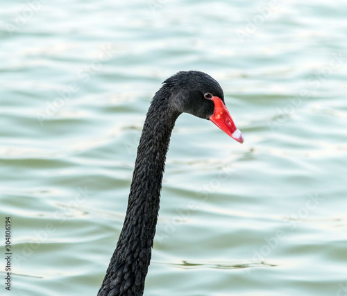 Beautiful Black Swan Duck Floating in Heart Shaped Lake