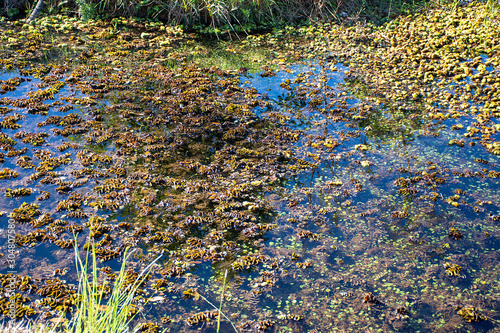 Pantanal