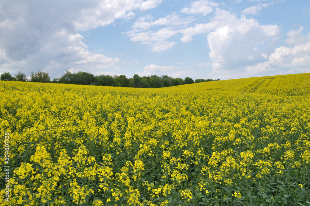 Landscape with rapeseed field.