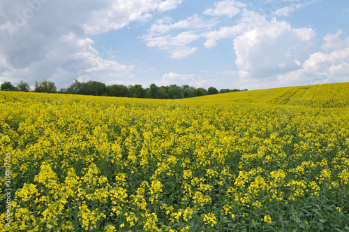 Landscape with rapeseed field.