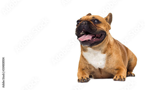 French bulldog dog isolated on white background