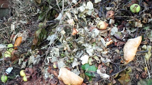 Waste fruit in the pit. Biological waste on a local landfill site. Ecologically unfriendly way of handling biologically.